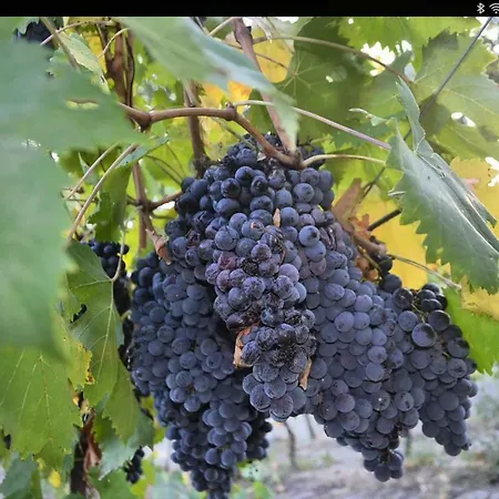 Agricola Lanciani 몬테피오레 델라소
