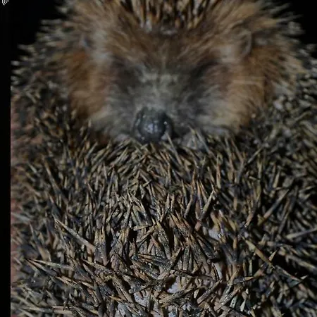 Agricola Lanciani Séjour à la ferme Montefiore dellʼAso