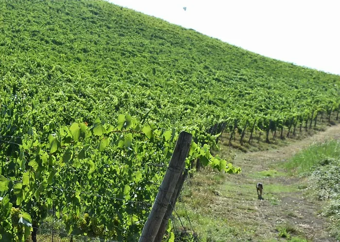 Agricola Lanciani * Montefiore dellʼAso
